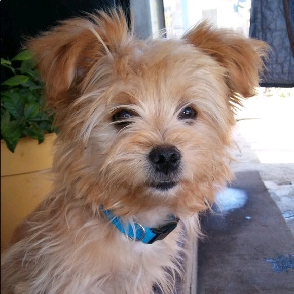 Meet your Posher, Annie - Picture 1 of 1